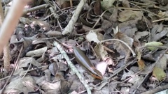 Plestiodon tetragrammus