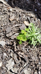 Hesperocnide tenella