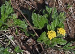 Lippia turnerifolia