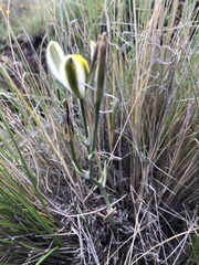 Albuca humilis