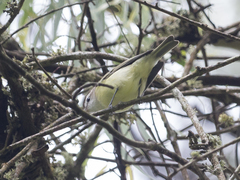 Vireo leucophrys