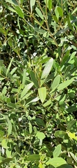 Sideroxylon inerme inerme