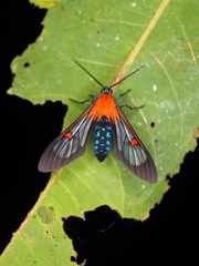 Cosmosoma restrictum