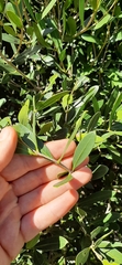 Sideroxylon inerme inerme
