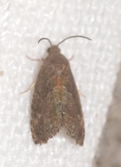 Grapholita funebrana