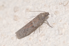 Cadra figulilella