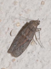 Cadra figulilella
