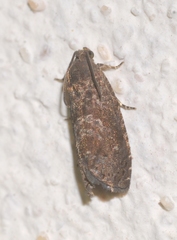 Grapholita funebrana