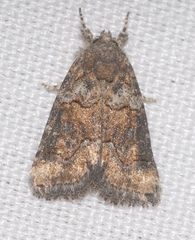 Bryophila vandalusiae