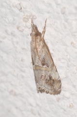 Euchromius cambridgei