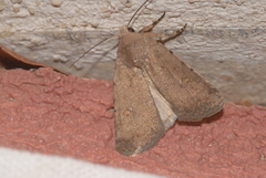 Caradrina flavirena