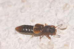 Bledius gallicus