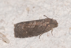 Grapholita funebrana