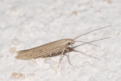 Coleophora texanella