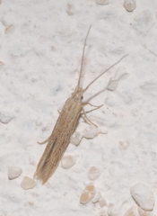 Coleophora texanella