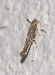 Coccidiphila gerasimovi