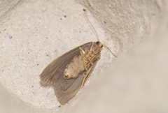 Apaidia mesogona