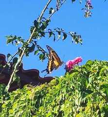 Papilionini