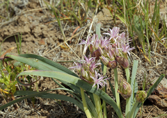 Allium anceps