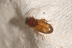 Pogonistes testaceus