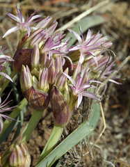 Allium anceps