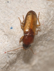 Pogonistes testaceus