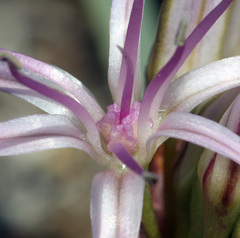 Allium anceps