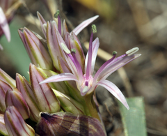 Allium anceps