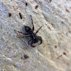 Ocrisiona melancholica