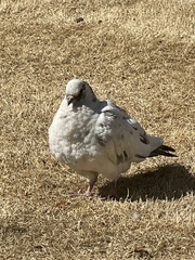 Columba livia