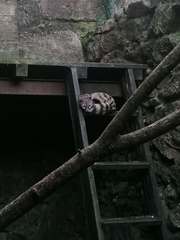 Genetta genetta genetta