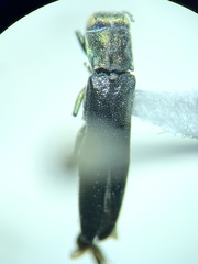 Agrilus otiosus