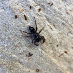 Ocrisiona melancholica