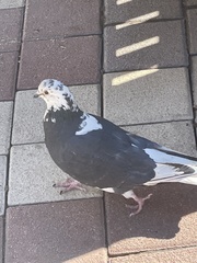 Columba livia domestica