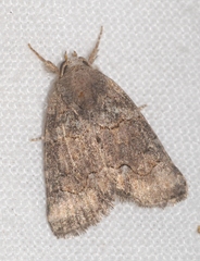 Bryophila vandalusiae