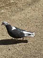 Columba livia domestica