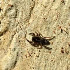 Ocrisiona melancholica