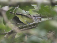 Vireo leucophrys