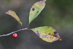 Ilex longipes