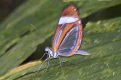 Dismorphia theucharila fortunata