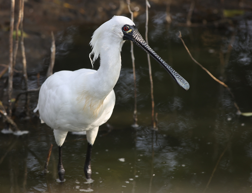 BOTANIZE×SPOONBILL×.blnk/PLASTIC POT-WH｜インテリア/住まい/日用品