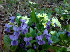 Viola suavis