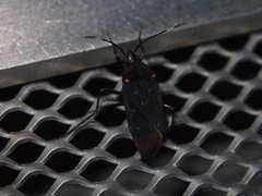 Neolethaeus assamensis