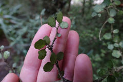 Melicytus micranthus