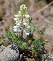 Lupinus malacophyllus