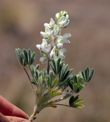 Lupinus malacophyllus