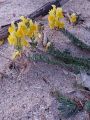 Linaria polygalifolia