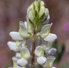 Lupinus malacophyllus