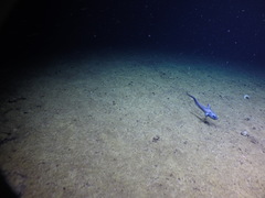 Coryphaenoides acrolepis