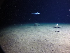 Coryphaenoides acrolepis